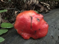 Hygrocybe splendidissima