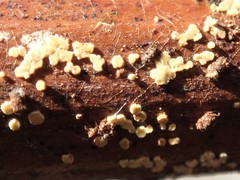 Lachnum pteridophyllum