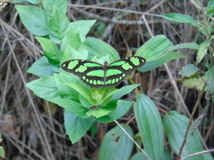 Philaethria wernickei