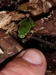 Paratelmatobius gaigeae