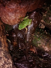 Paratelmatobius gaigeae