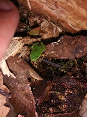 Paratelmatobius gaigeae