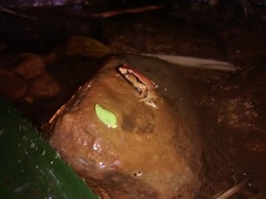 Paratelmatobius gaigeae