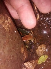 Paratelmatobius gaigeae