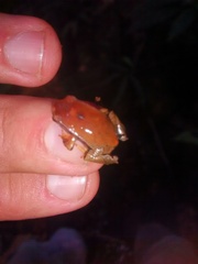 Paratelmatobius gaigeae