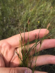 Rhynchospora capillacea