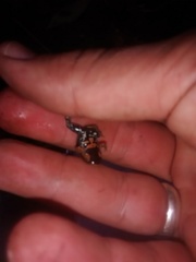 Paratelmatobius gaigeae