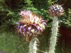 Cynara