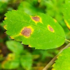 Diplocarpon