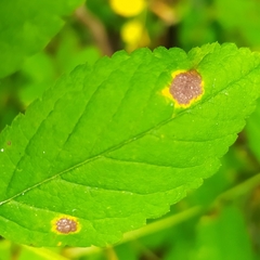 Diplocarpon