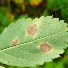 Diplocarpon