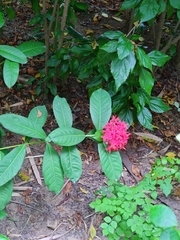 Ixora coccinea