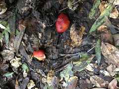 Hygrocybe splendidissima