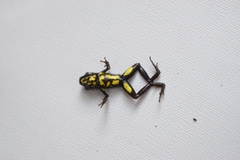 Excidobates captivus