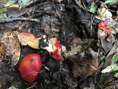 Hygrocybe splendidissima