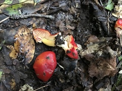 Hygrocybe splendidissima