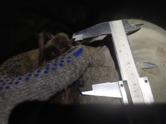 Myotis dasycneme
