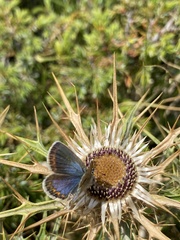 Plebejus argus corsicus