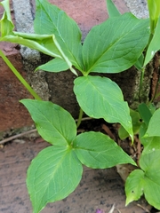 Arisaema dracontium
