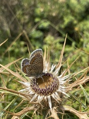 Plebejus argus corsicus