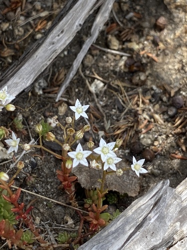 Whorled-leaf stonecrop (Sedum monregalense)