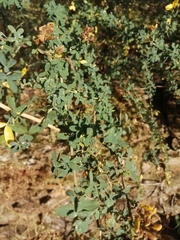 Adenocarpus lainzii