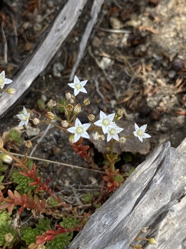 Sedum monregalense, photograph 6