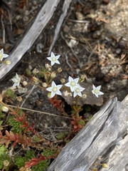Sedum monregalense, photograph (c) Thomas Dreux, some rights reserved (CC BY)