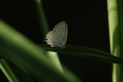 Catochrysops panormus exiguus