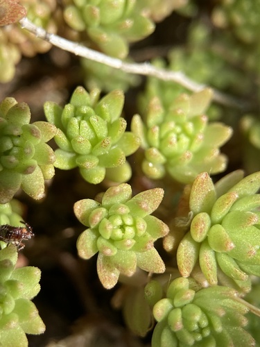 Image of Sedum monregalense by (c) Thomas Dreux, some rights reserved (CC BY)