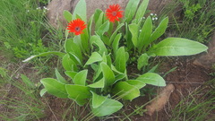 Gerbera aurantiaca