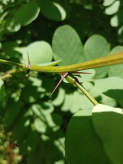 Robinia pseudoacacia