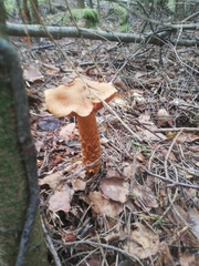 Cortinarius rubellus