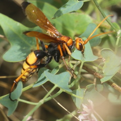 Cryptocheilus annulatus