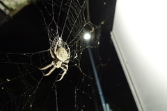 Araneus ventricosus