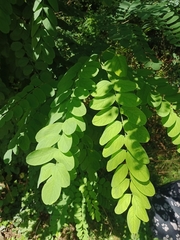 Robinia pseudoacacia