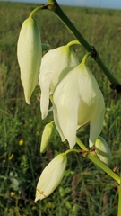 Yucca louisianensis
