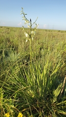 Yucca louisianensis