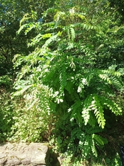 Robinia pseudoacacia
