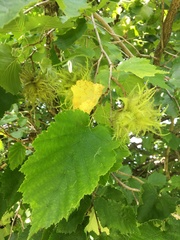 Corylus ferox