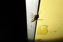 Lycocerus suturellus