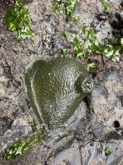 Anthopleura xanthogrammica