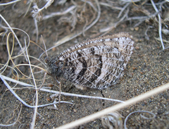 Oeneis alberta