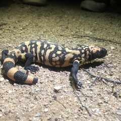 Heloderma suspectum suspectum