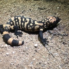 Heloderma suspectum suspectum