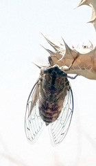 Cicada barbara barbara