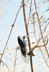 Cicada barbara barbara