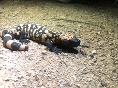 Heloderma suspectum suspectum