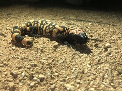 Heloderma suspectum suspectum