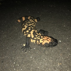 Heloderma suspectum suspectum